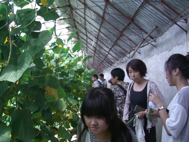 端午节来留民营生态农场包粽子吧 