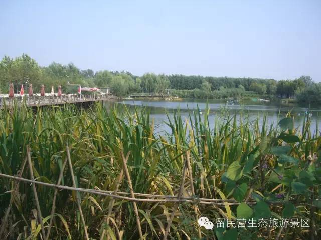 秋天来了，快来留民营寻找“秋”的味道
