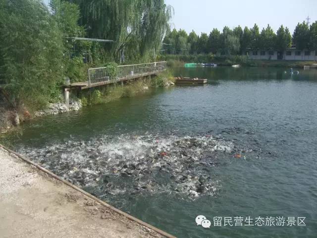 秋天来了，快来留民营寻找“秋”的味道