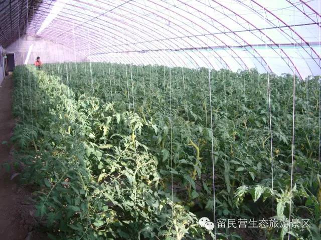 秋天来了，快来留民营寻找“秋”的味道