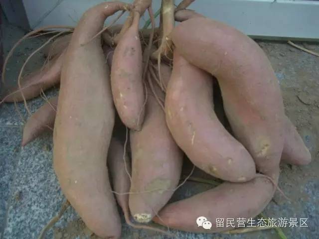 秋天来了，快来留民营寻找“秋”的味道