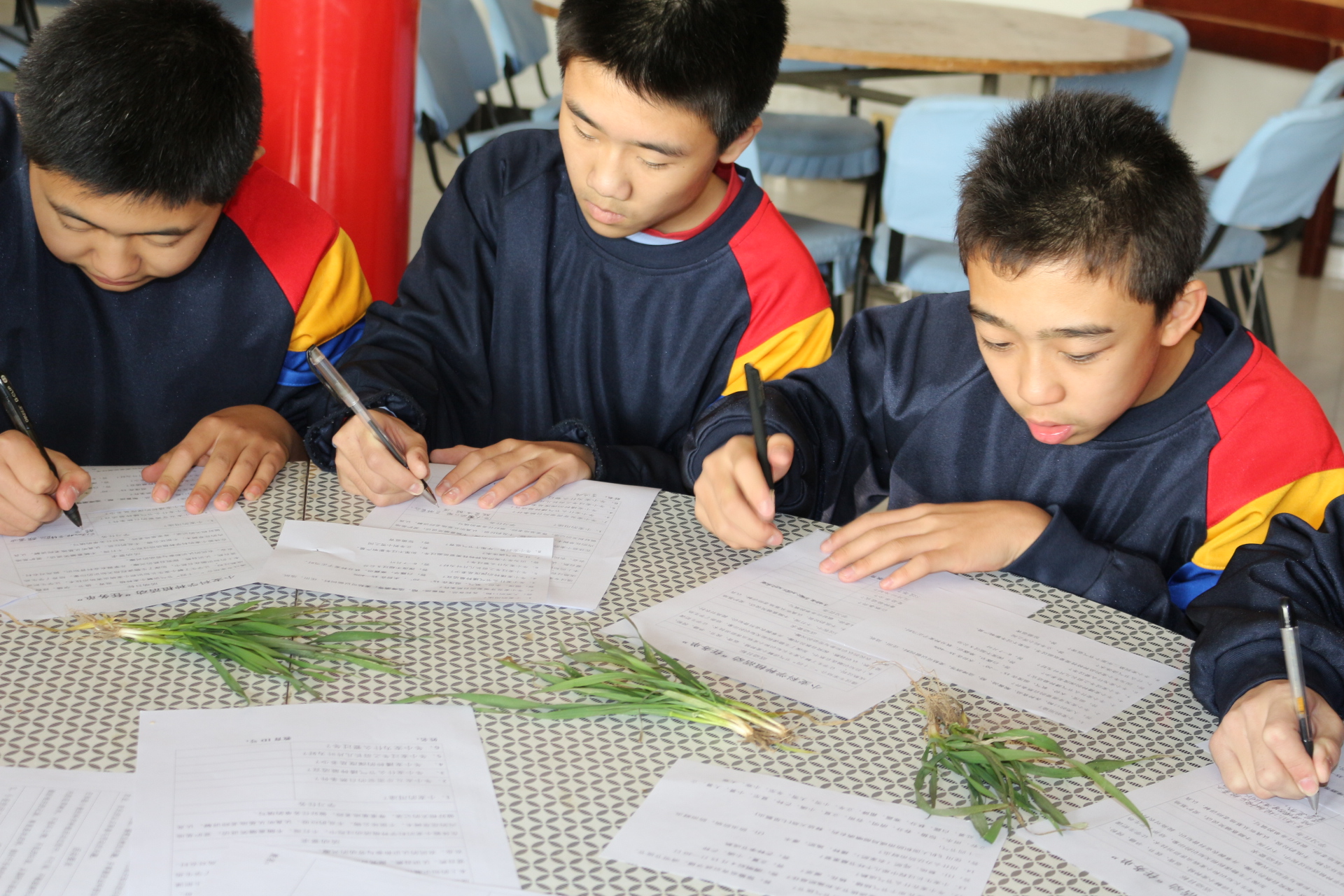 “开放性实践活动”小麦的科学种植开课了！赶快来报名吧